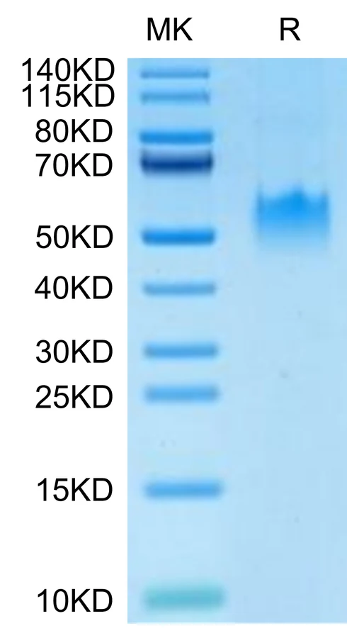 PVRIG-HP001 Bis-Tris-PAGE-white result