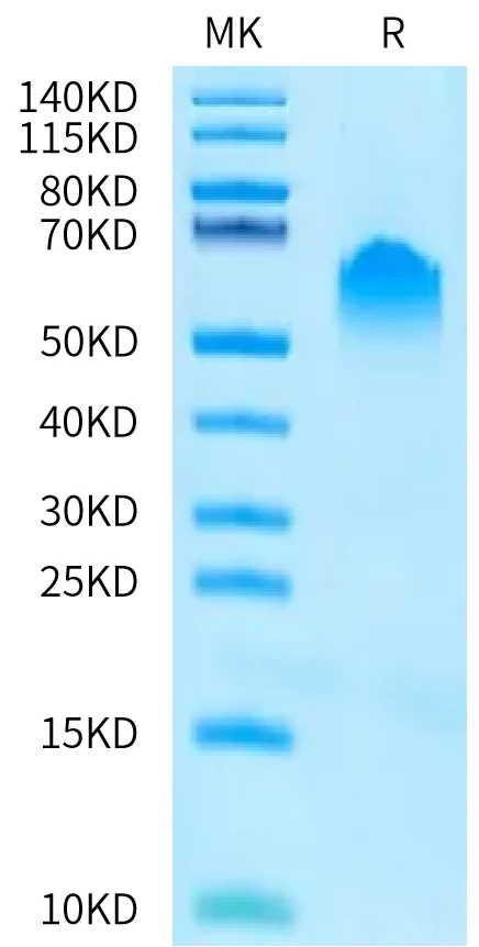 PVRIG-HP002 Bis-Tris-PAGE-white result