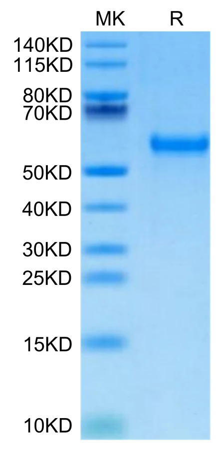 PVRIG-MB001 Bis-Tris-PAGE-white result