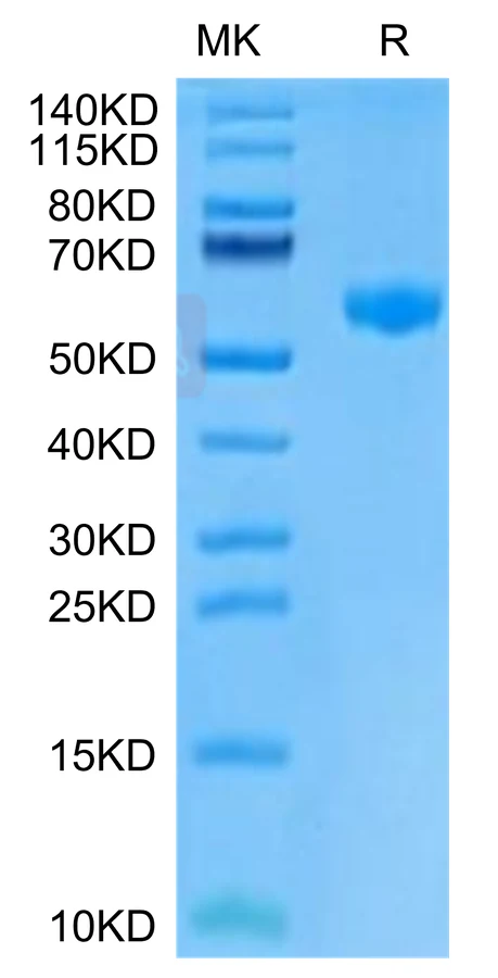 PVRIG-MP001 Bis-Tris-PAGE-white result