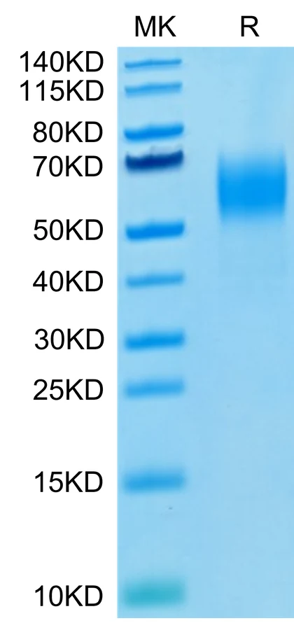 PVRL1-HB001 Bis-Tris-PAGE-white result