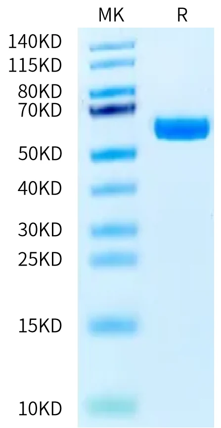 QA1B-HB001 Bis-Tris-PAGE-white result