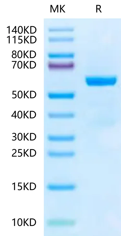 QA1B-HP001 Bis-Tris-PAGE-white result