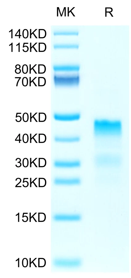 RGMA-HB001 Bis-Tris-PAGE-white result
