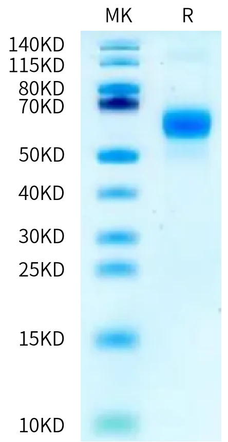 RIIA-HF001 Bis-Tris-PAGE-white result