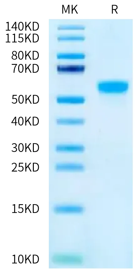 RIIA-HF002 Bis-Tris-PAGE-white result