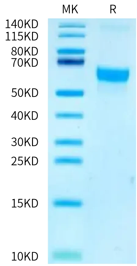 RIIA-HF003 Bis-Tris-PAGE-white result