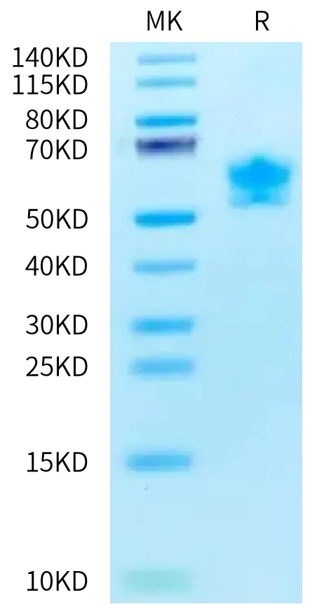 RIIB-HF002 Bis-Tris-PAGE-white result