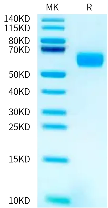 RIIB-HF004 Bis-Tris-PAGE-white result