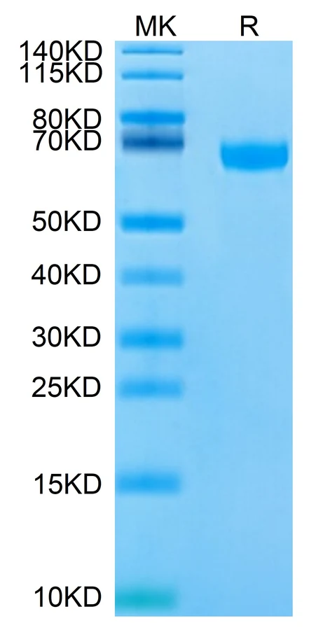 ROR1-HB001 Bis-Tris-PAGE result