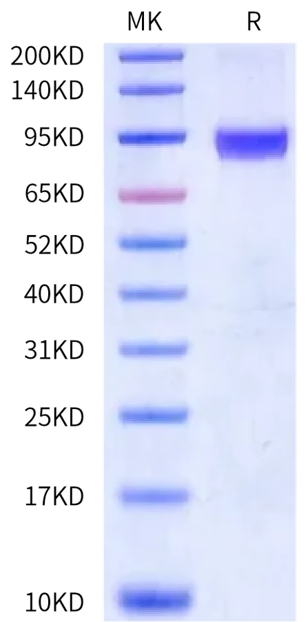 ROR1-HF001 Bis-Tris-PAGE-white result