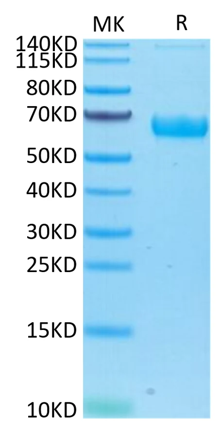 ROR1-HP001 Bis-Tris-PAGE-white result