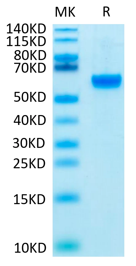 ROR2-HB001 Bis-Tris-PAGE result