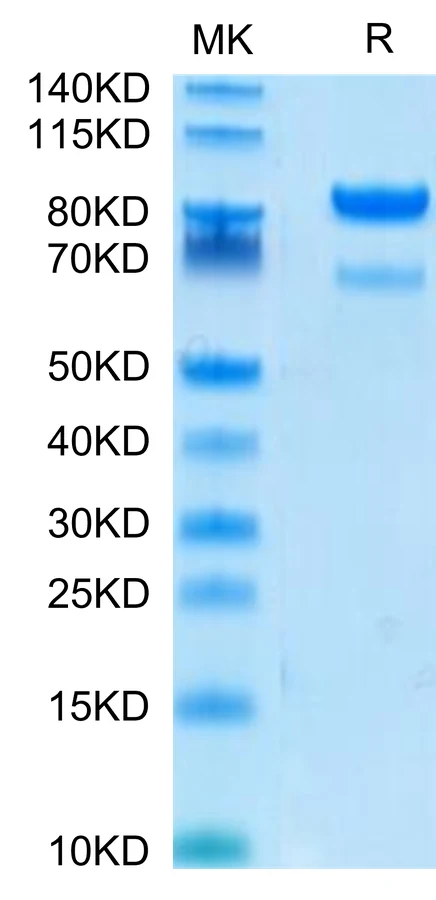 ROR2-HF001 Bis-Tris-PAGE-white result