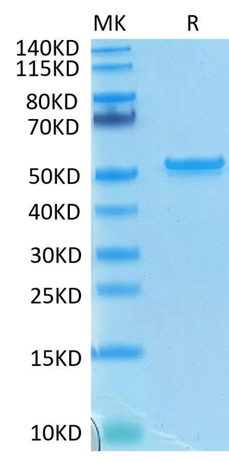 SARS-HB001 Bis-Tris-PAGE-white result