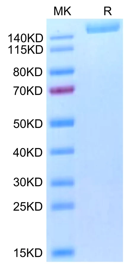 SARS-HB003 Bis-Tris-PAGE-white result