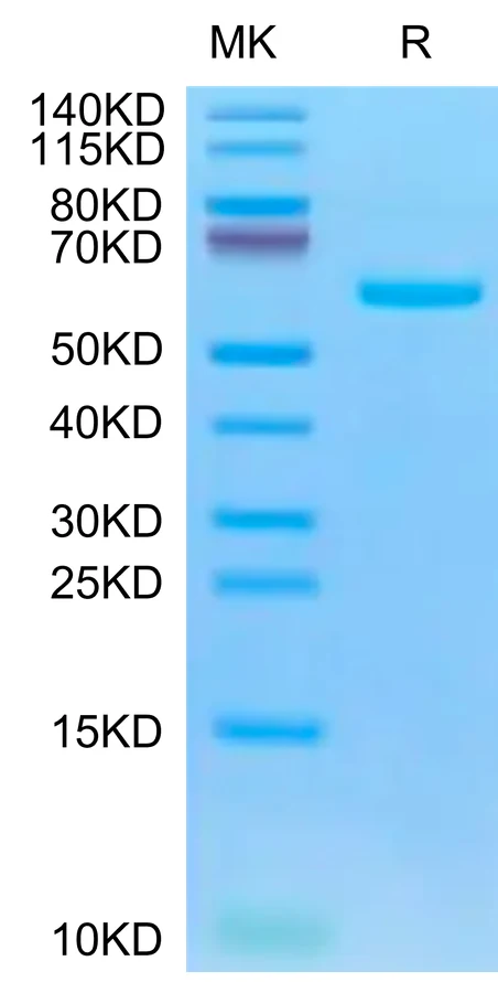 SARS-HB007 Bis-Tris-PAGE-white result