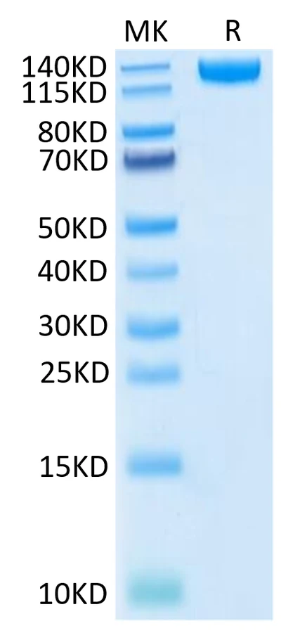 SARS-HB008 Bis-Tris-PAGE-white result