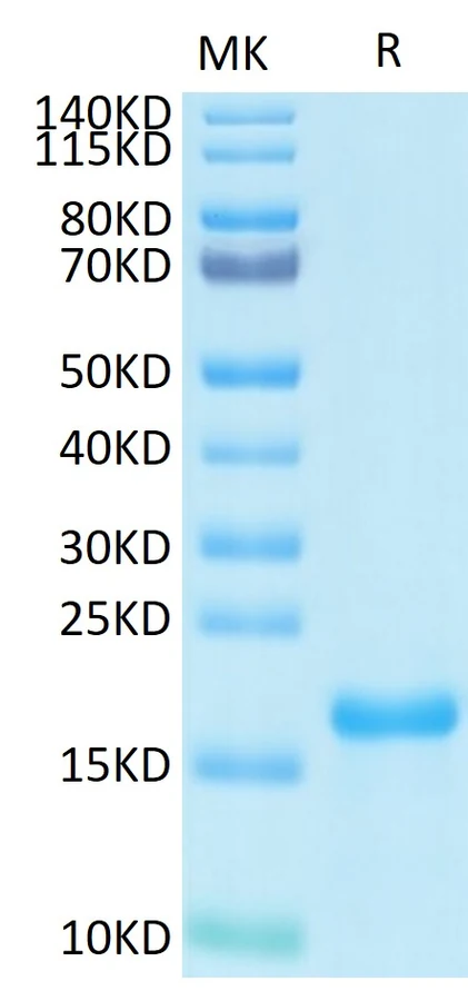 SARS-HB010 Bis-Tris-PAGE result