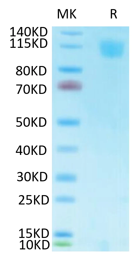SARS-HB012 Bis-Tris-PAGE-white result