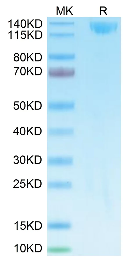 SARS-HB013 Bis-Tris-PAGE result