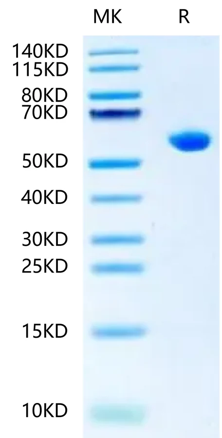 SCOV2EPI-HB001 Bis-Tris-PAGE-white result