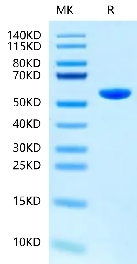 SCOV2EPI-HP001 Bis-Tris-PAGE-white result