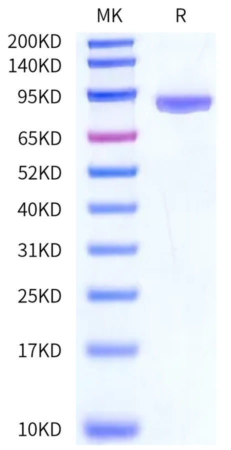 SEMA4A-HB001 Bis-Tris-PAGE-white result
