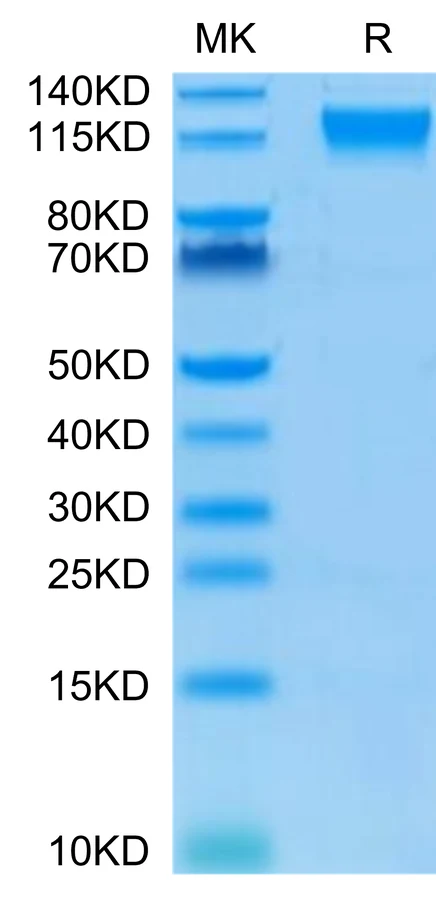 SEMA4D-HB001 Bis-Tris-PAGE-white result