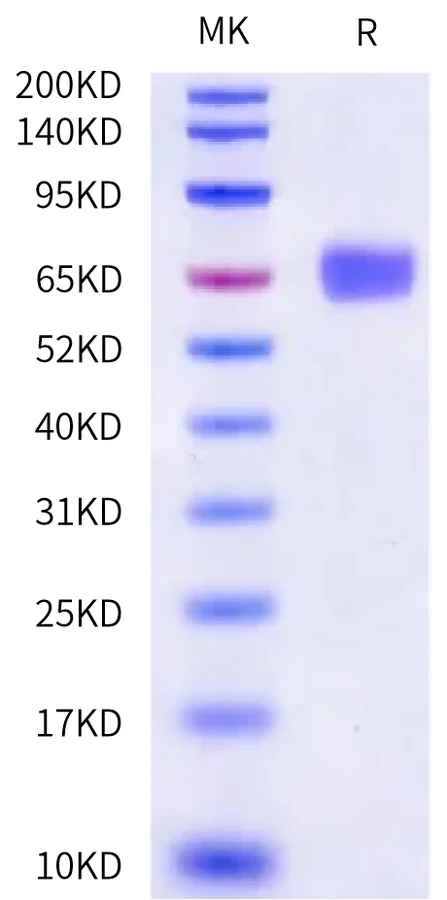 SERPINF2-HB001 Bis-Tris-PAGE-white result