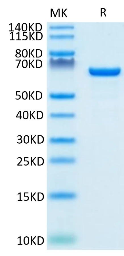 SERUMALBUMIN-HB001 Bis-Tris-PAGE-white result