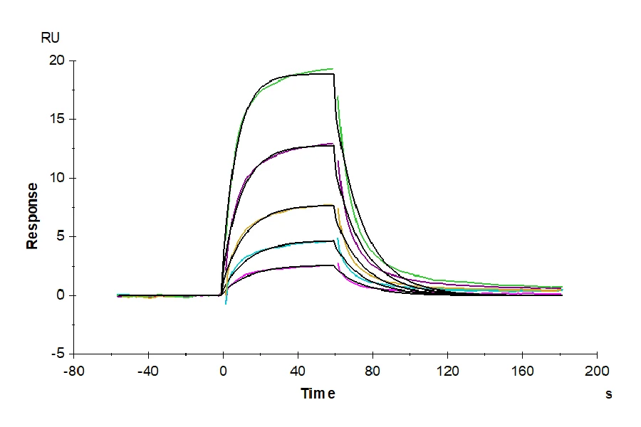 SERUMALBUMIN-HB001 SPR result