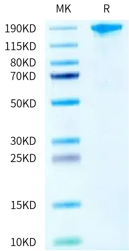 SEZ6-HB001 Bis-Tris-PAGE-white result