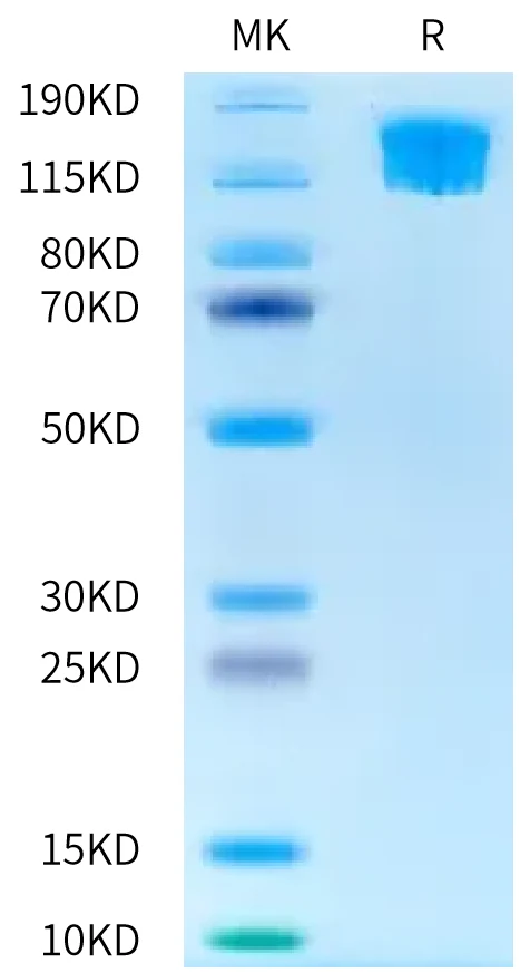 SEZ6L2-HB001 Bis-Tris-PAGE-white result