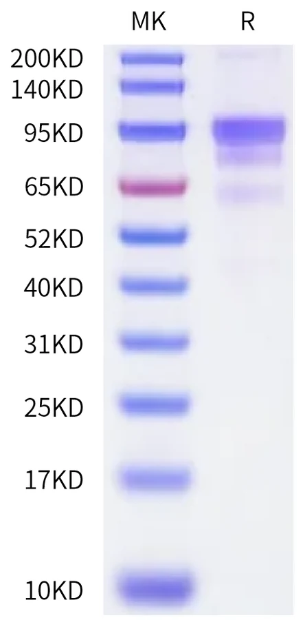 SG3-HF001 Bis-Tris-PAGE-white result