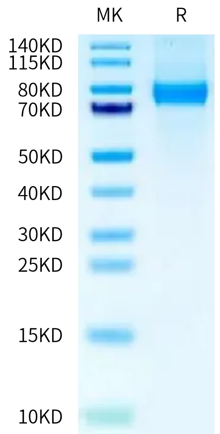 SIGLEC10-CB001 Bis-Tris-PAGE-white result