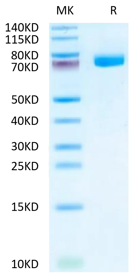 SIGLEC10-HB001 Bis-Tris-PAGE-white result