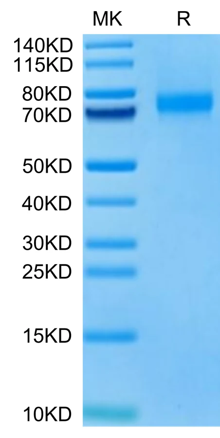 SIGLEC10-HB002 Bis-Tris-PAGE-white result