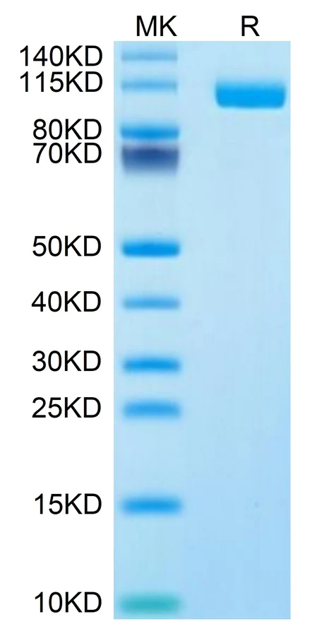 SIGLEC10-HF001 Bis-Tris-PAGE result