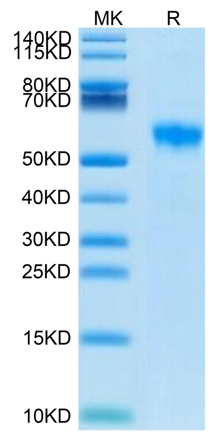 SIGLEC8-HB001 Bis-Tris-PAGE result