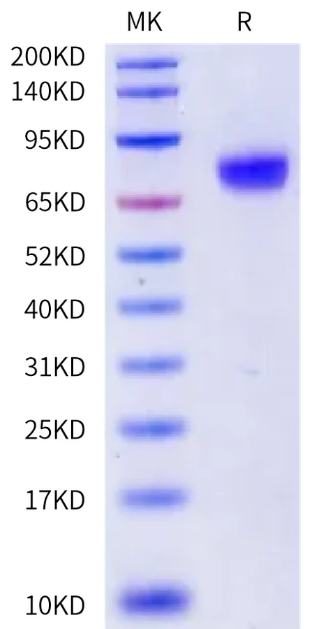 SIGLEC9-HB001 Bis-Tris-PAGE-white result