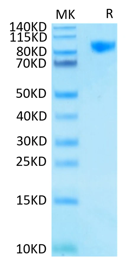 SIGLEC9-HF001 Bis-Tris-PAGE-white result