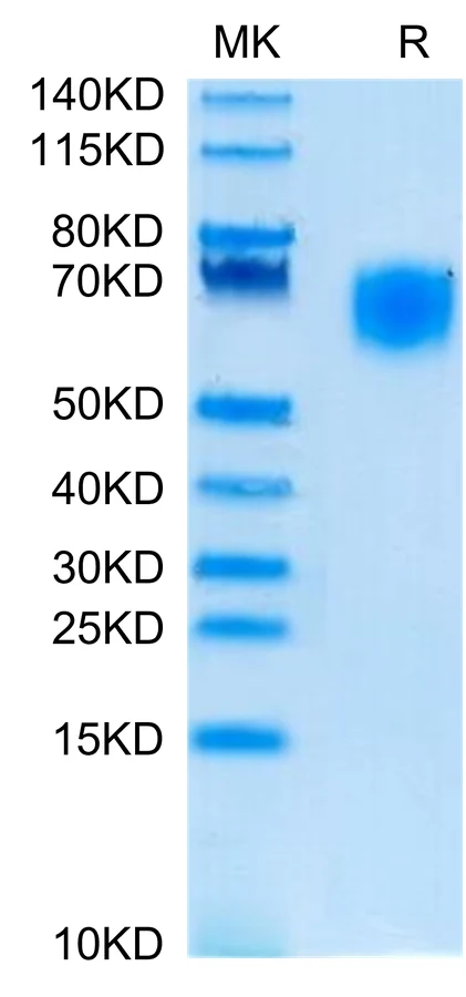 SIRPA-CP002 Bis-Tris-PAGE-white result