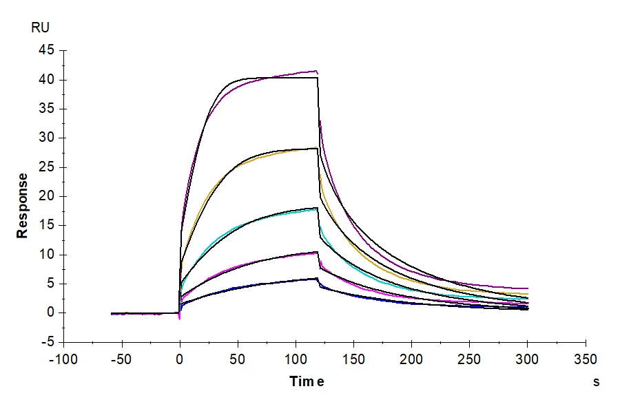 SIRPA-CP002 SPR result