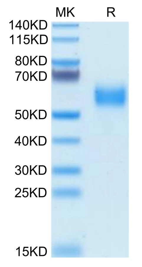 SIRPA-HB001 Bis-Tris-PAGE-white result