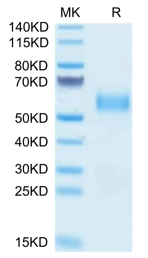 SIRPA-HB002 Bis-Tris-PAGE-white result