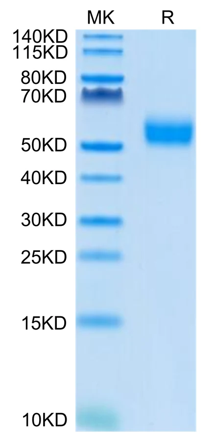 SIRPA-HB003 Bis-Tris-PAGE-white result