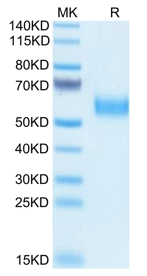 SIRPA-HB004 Bis-Tris-PAGE-white result