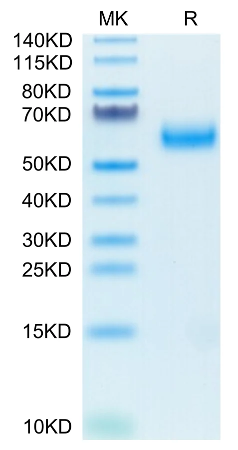 SIRPA-HB005 Bis-Tris-PAGE-white result