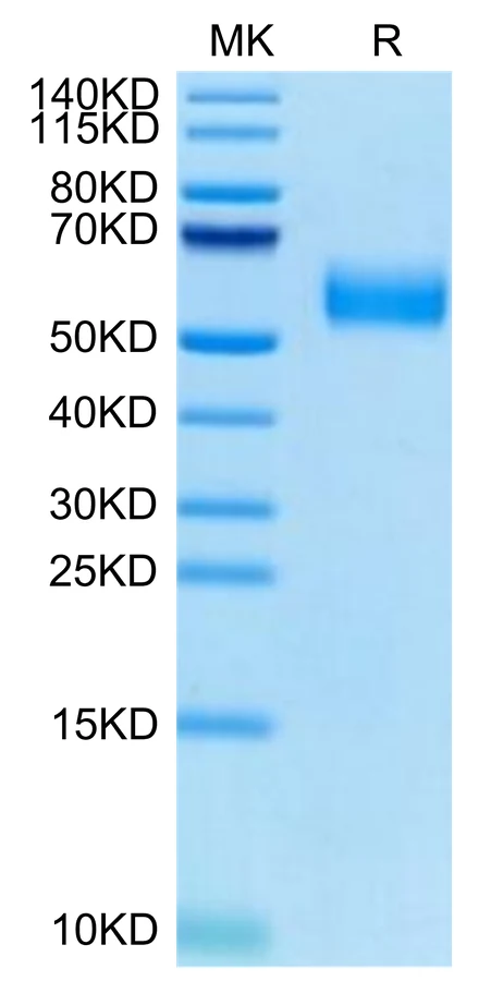 SIRPA-HB006 Bis-Tris-PAGE-white result